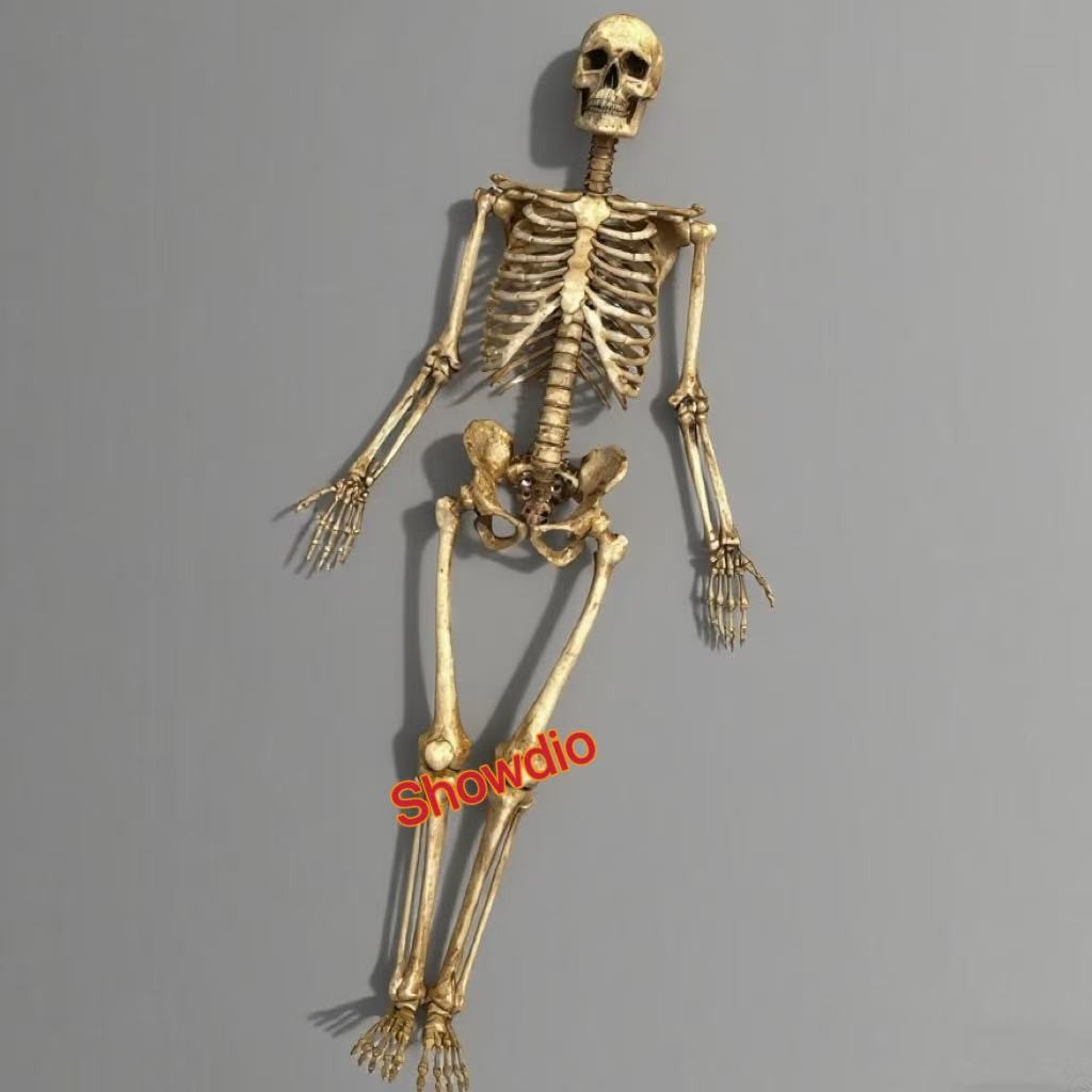 1/6 Scale Human Beings Skeleton Resin Model for 12″ Action Figure Accessory Toys